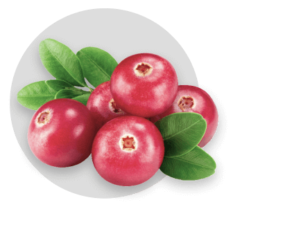 Cranberry-Ingredients